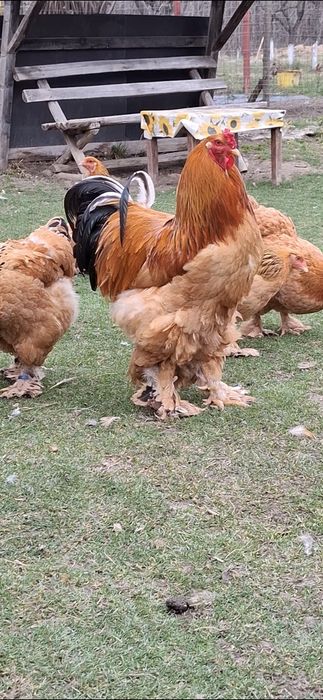 Ouă incubat brahma Columbia linie foarte bună