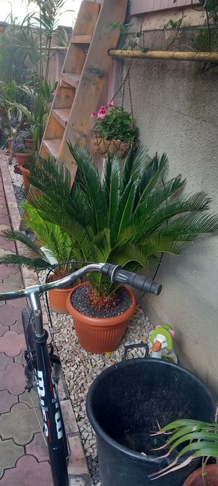 Palmier cicas revoluta Japonez la ghiveci .plante exotice la ghiveci