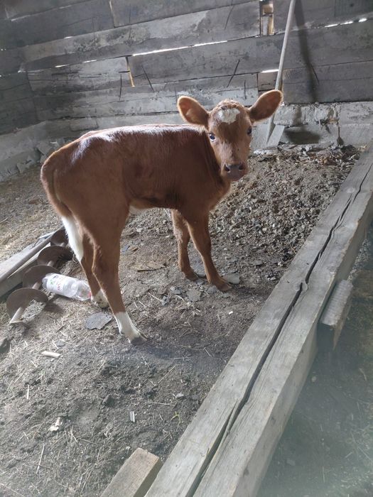 Продам телёнок толку