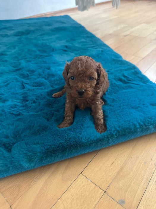 Poodle baietel jucăuș și iubitor