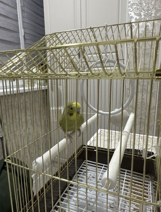 Волнистый попугай хорошый