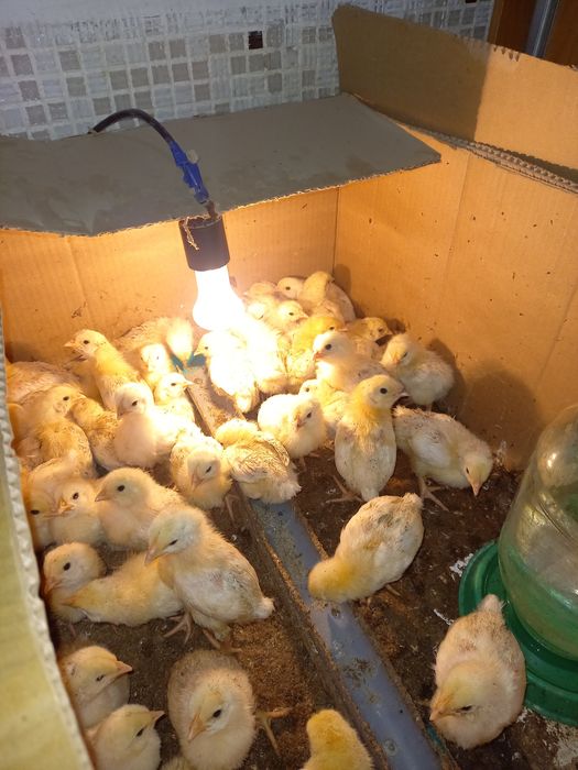 Адлер тауыгынын балапандары сатылады  , 10 кундик Орал каласында,