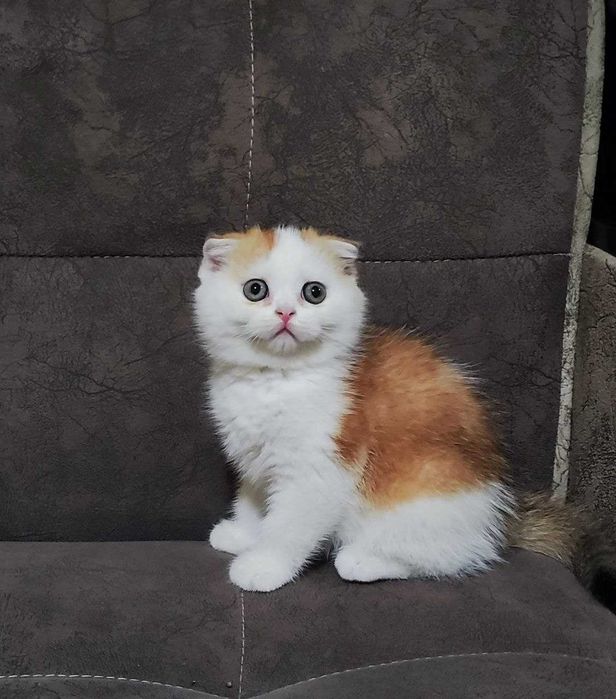 Продаются котята скотиш фолд