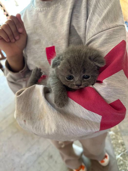 Котята Британская шиншилла