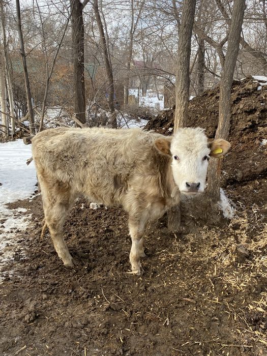 Теленок / бызау