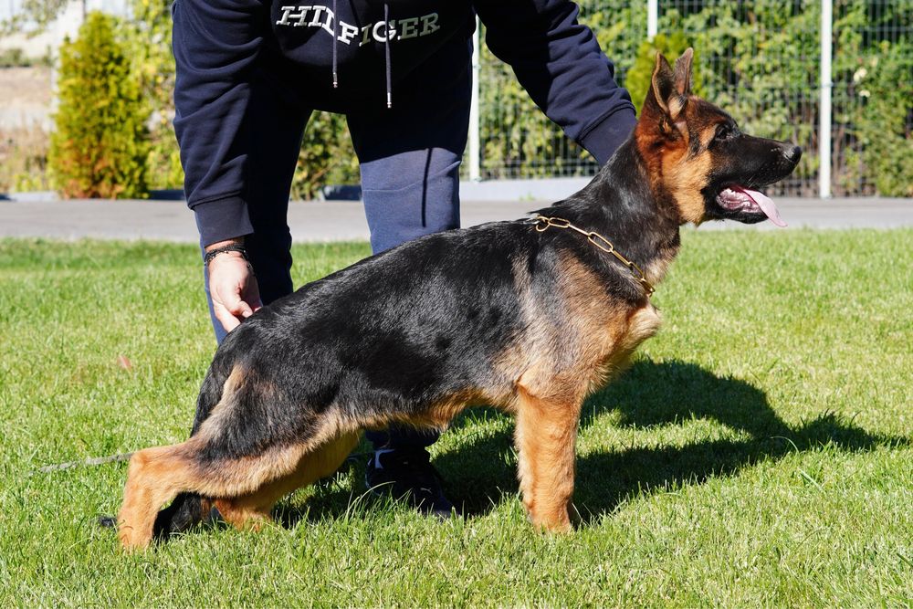 Femela ciobanesc german cu pedigree TOP
