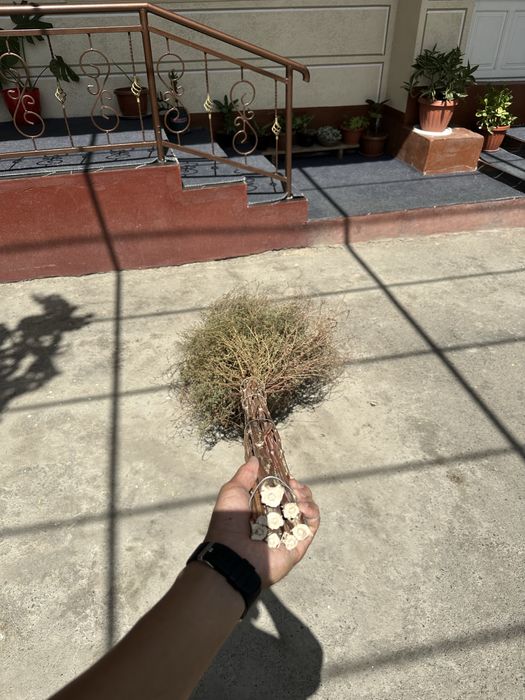 Supurgi. (ko’cha supiradigan)