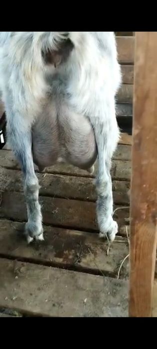 Козье молоко натуральное, мкр. Таусамал