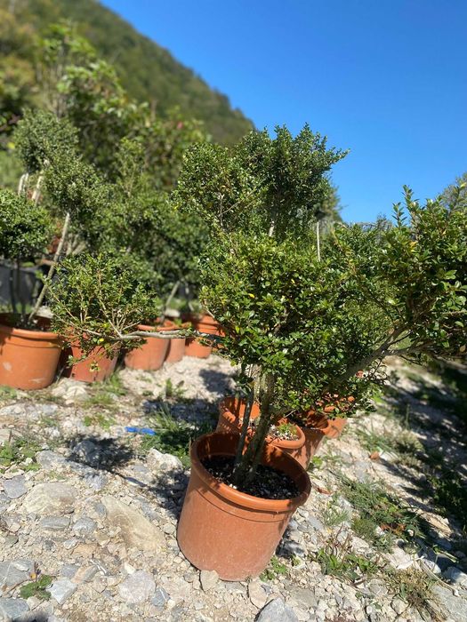 Plante Decorative de Exterior – Aspect Dens și Sănătos