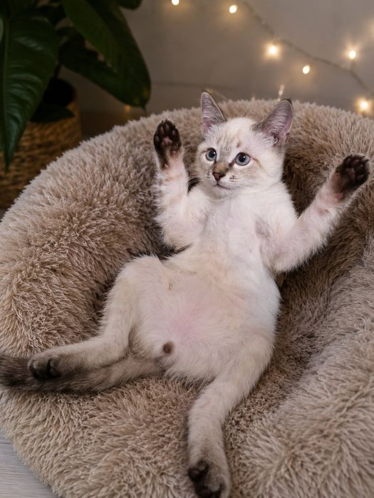 Прекрасный тайский котенок