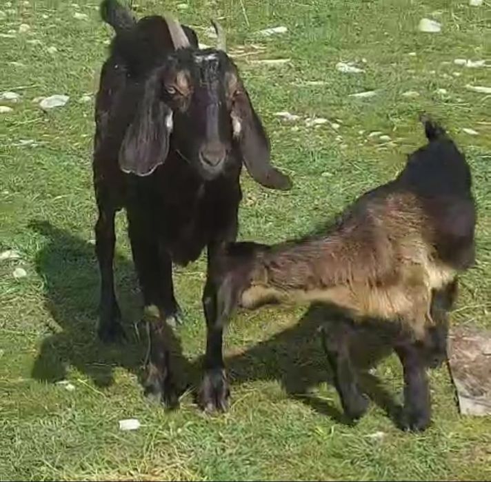 Битал ешкі сатылады