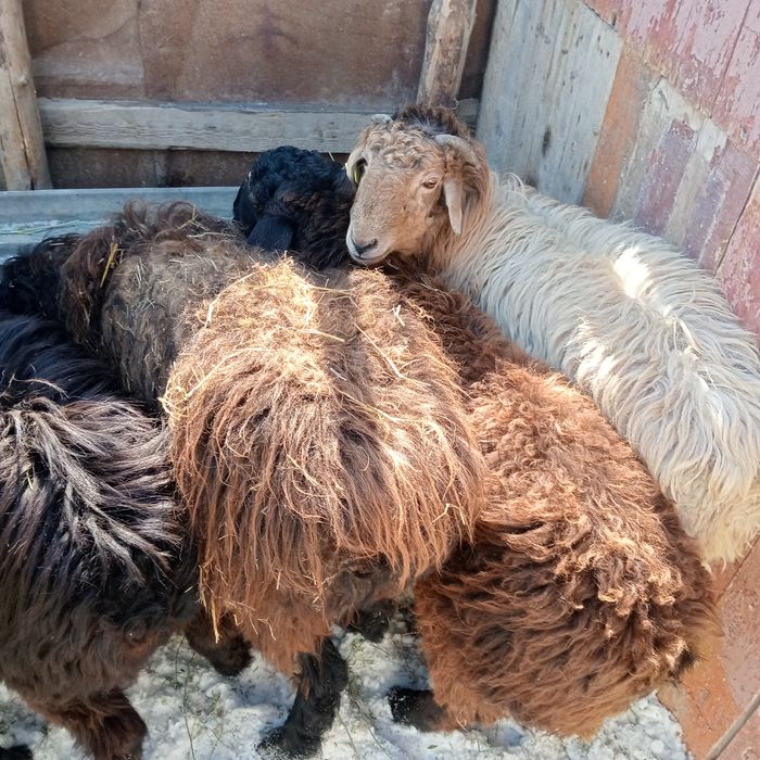 қой тоқтылар сатылады