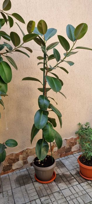 Ficus Elastica Robusta (frunza verde) Rubber Plant 'Robusta