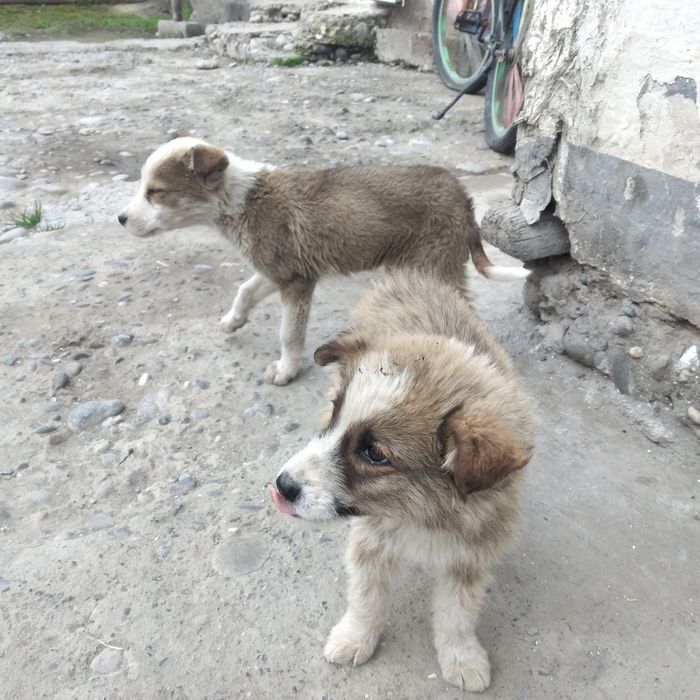 Yoqimtoy tartibli kuchuk bolalari.  Bepul Hadya qilinadi