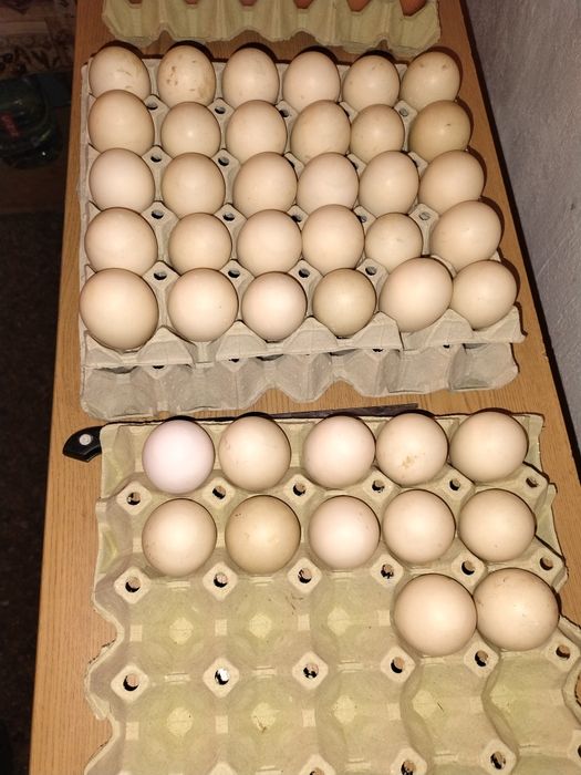 Vând oua de găină și de rață