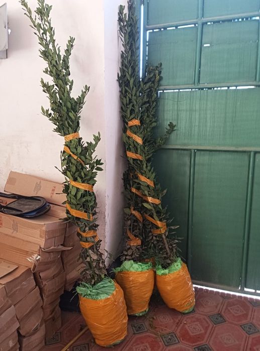 Lavrolivilost koʻchatlari hammer razmerlari mavjud