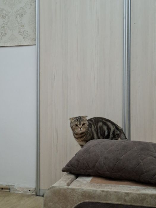 Шотландсая веслоухая