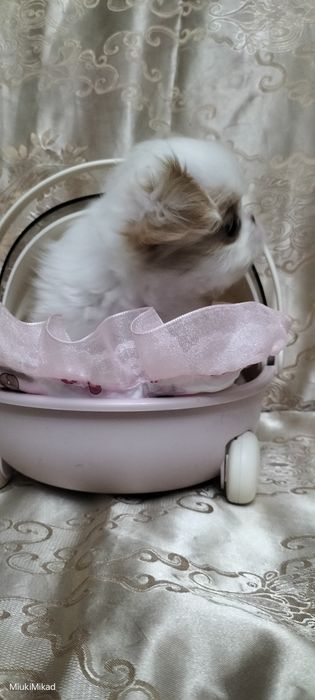 Девочка японского хина.