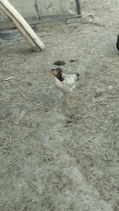 Dakan sotiladi 180dan