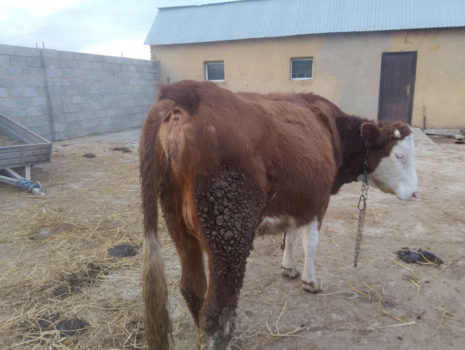 Корова с теленком симментал