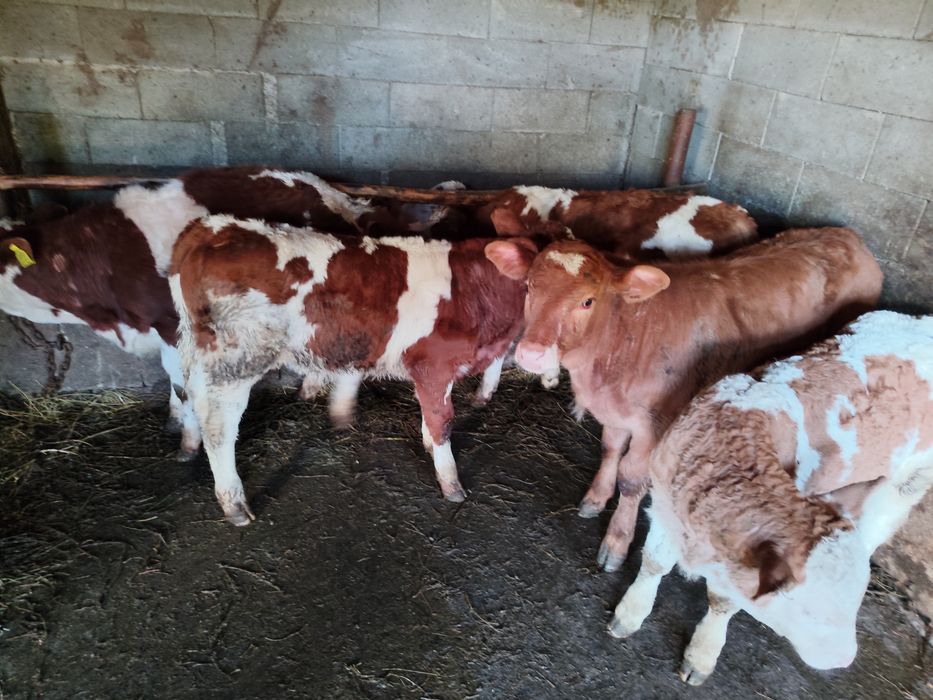 Vând vitei intarcati