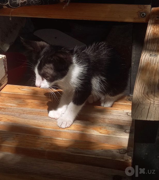 Котята свои, домашние