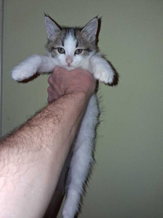 отдам котят добрым людям