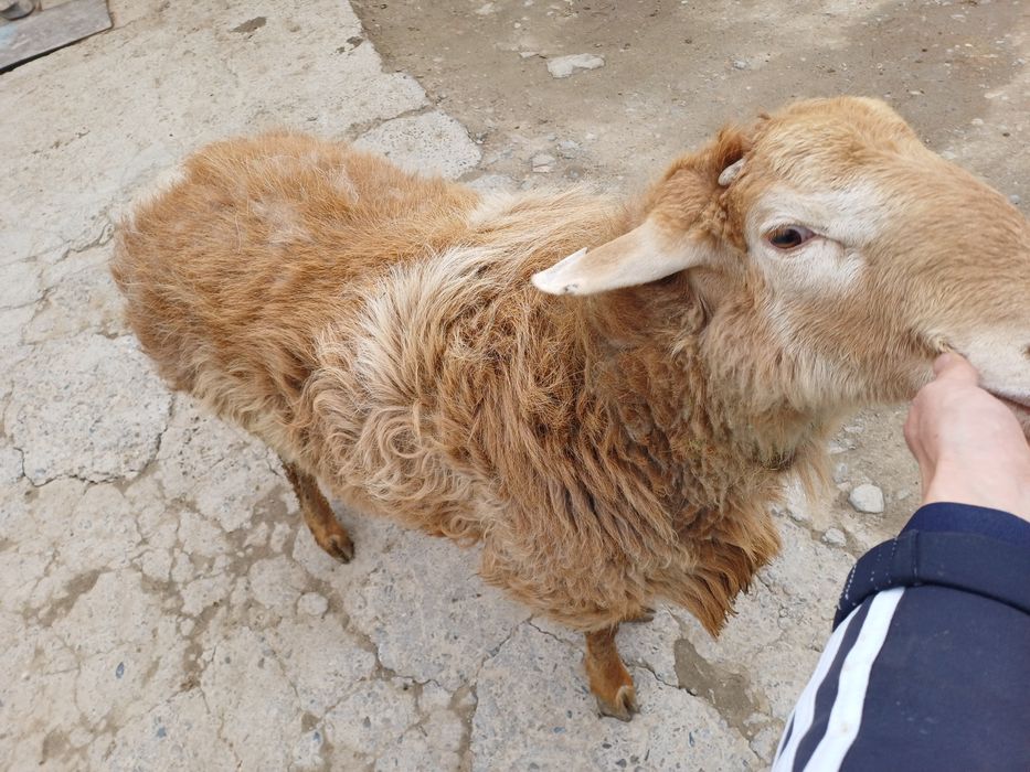 Семіз қошқар сатылады