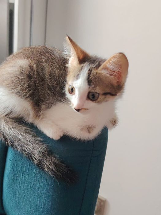 Котенок в добрве руки
