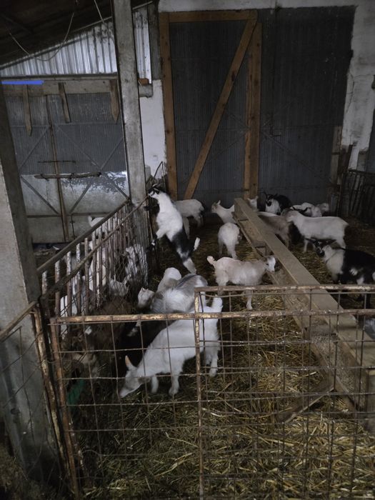 Vînd iezi pt sacrificați și ținut