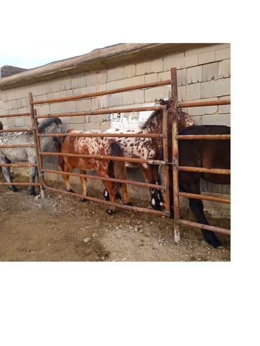 Жабагы шубар сатылады еркек