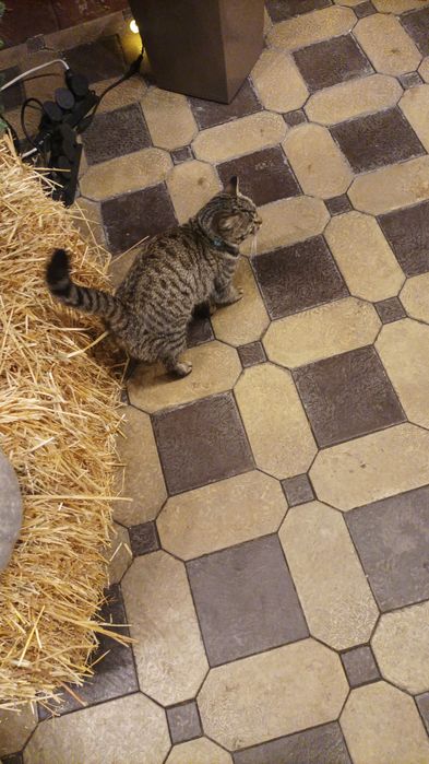 Обнаружен котик полосатый