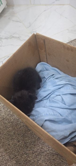 Котенок бесплатно