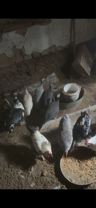 Брама  Индаутка.  Цесарка.