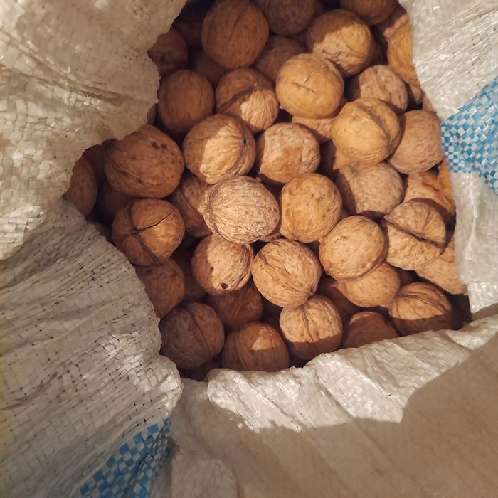 Орехи грецкие,местные, тонкокорые , урожай 25года