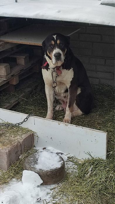 Продам Алабая (ж.)