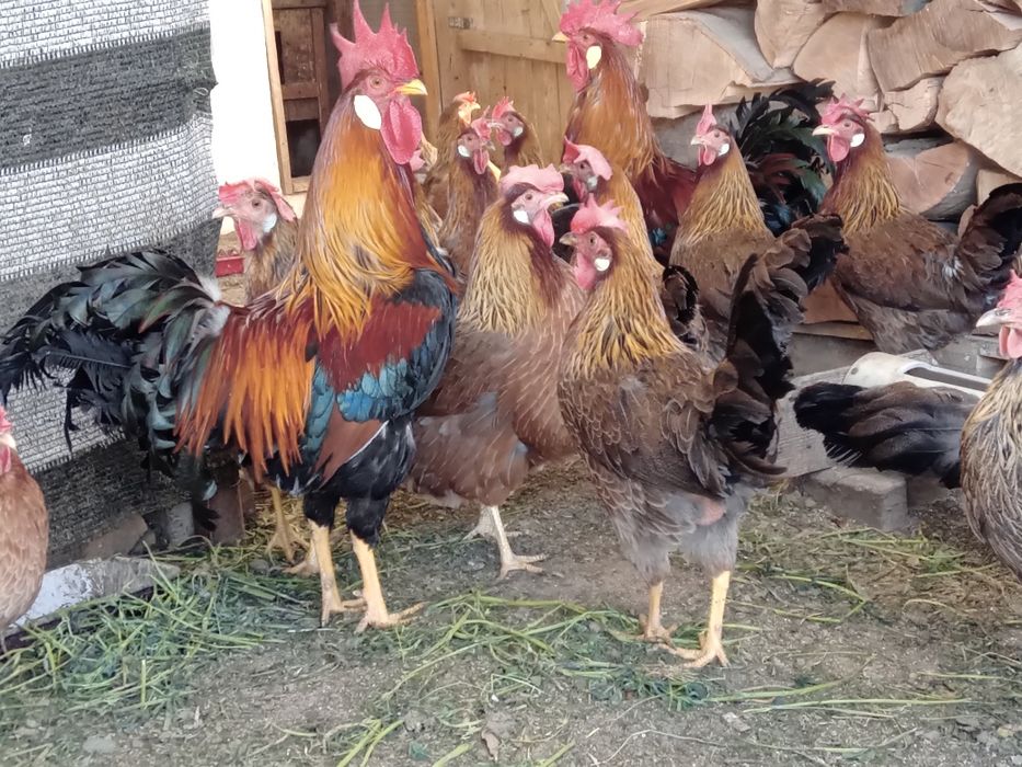 Ouă ptr incubat de găini italiene.