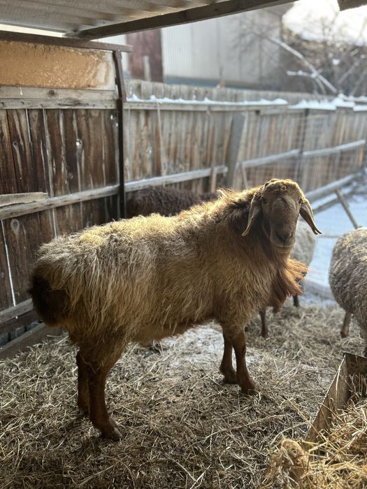 Қошқар сатылады гиссар