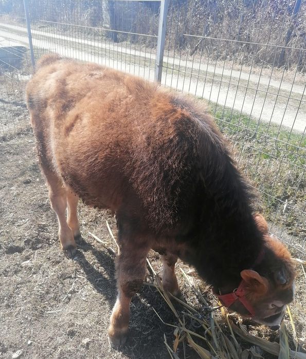 Vând doi viței de 7 și 8 luni