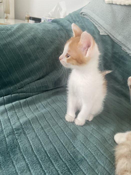 Шикарные котята !