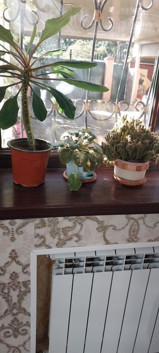 Большие домашние цветы