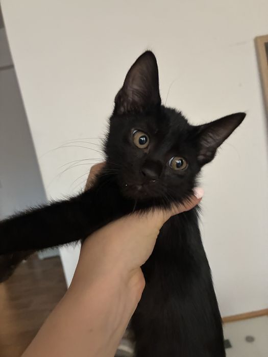 Pisoi spre adoptie