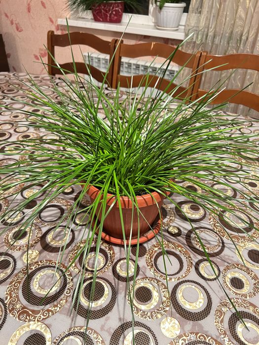 Продам комнатные цветы