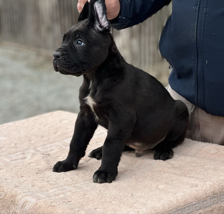 Mascul cane corso negru