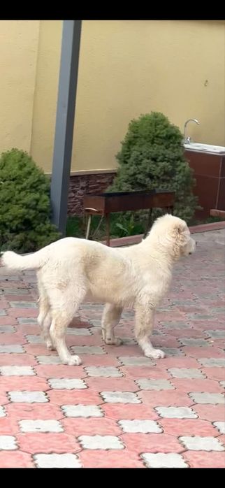 Алабай сао төбет