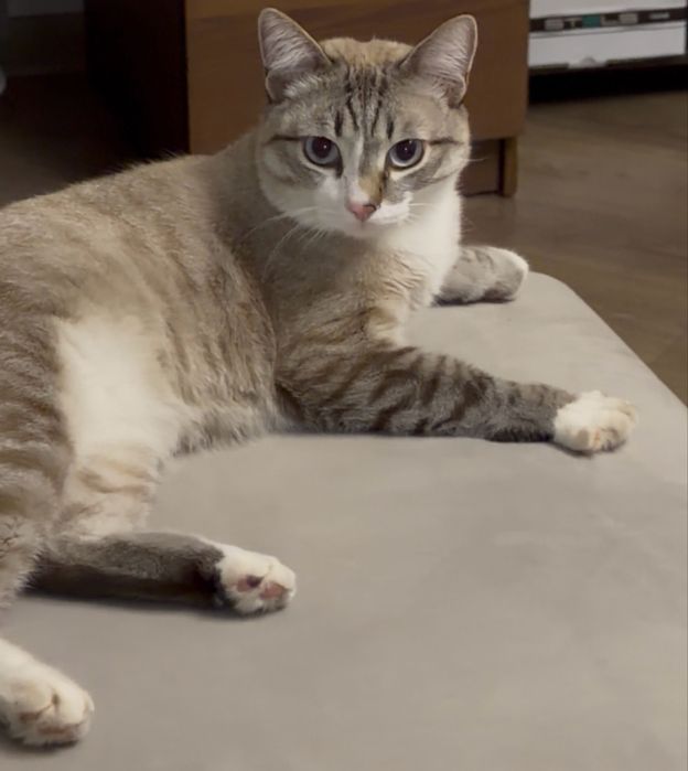 Котика отдам в хорошие руки бесплатно