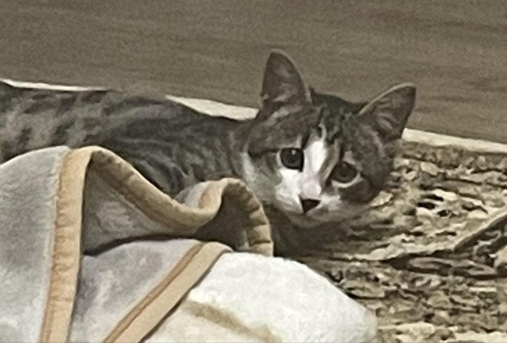 Отдам котенка мальчик