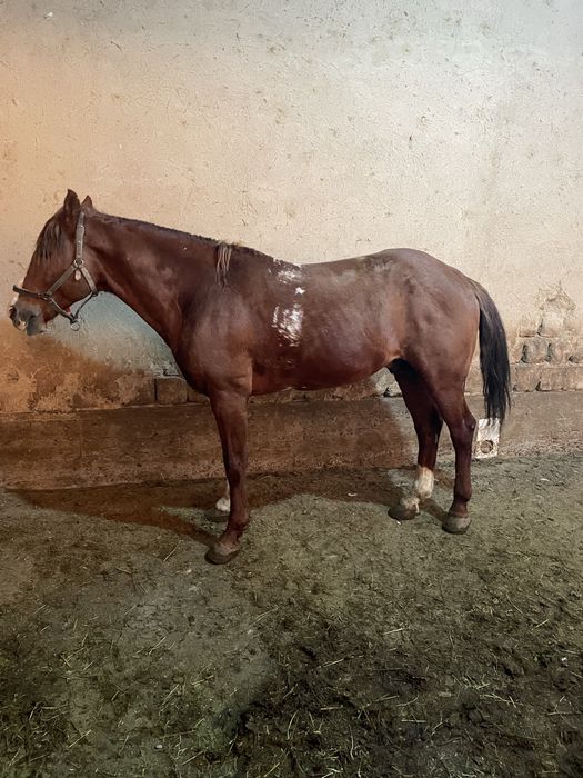 Ot sotiladi holati yaxshi