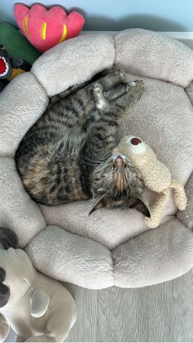 Кошка ищет новый дом!