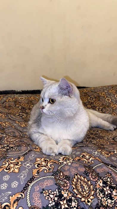 Золотистая и серебристая шиншилла